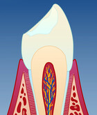 Fig 1: Tann i snitt med normale tannkjøttsforhold
